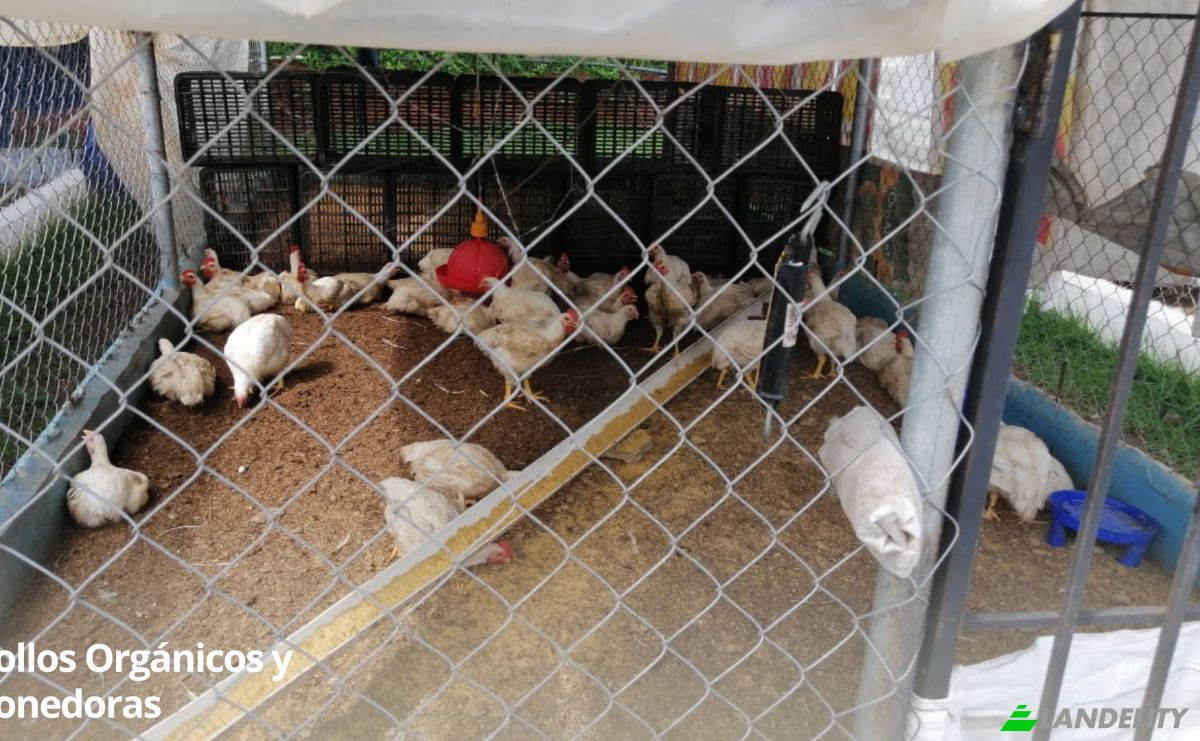 Land/Lot for Sale Arenosa, La Chorrera District, Panama Oeste Province, Panama. Photo 6