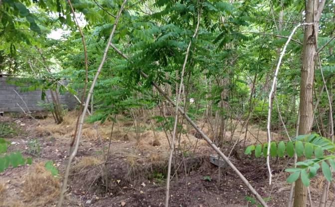 Lote de terreno en venta Mashak-e Sepahdari, Rasht. Foto#2 Lote de terreno en venta Mashak-e Sepahdari, Rasht. Foto#2