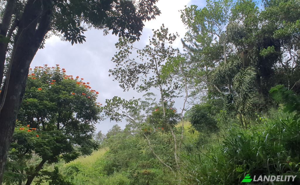 Land/Lot for Sale Galaha, Kandy, Central Province, Sri Lanka. Photo 4