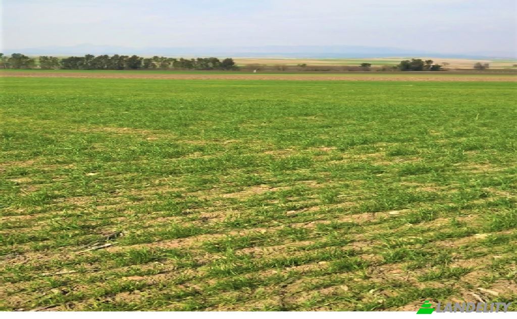 Land/Lot for Sale Dikilitas, Isimsiz Yol, 01500 Kozan Adana, Kozan Adana, Kozan, Adana, Turkiye. Photo 2