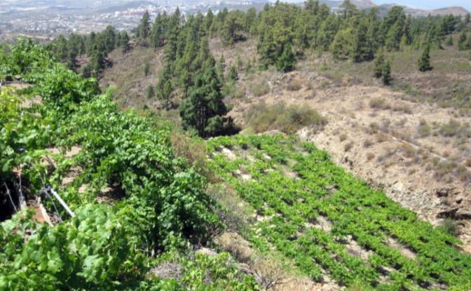 Односімейний будинок продаж Calle Principal el. Фото#13