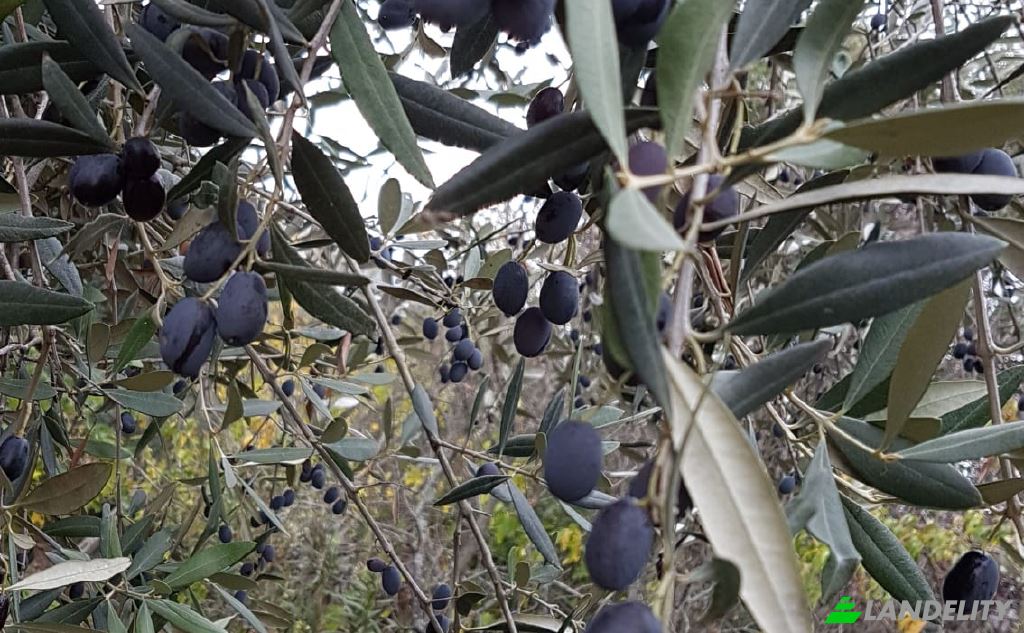 Земля/Ділянка продаж Strada senza nome, 86037 Palata CB, Palata, Province of Campobasso, Molise, Italy. Фото 12