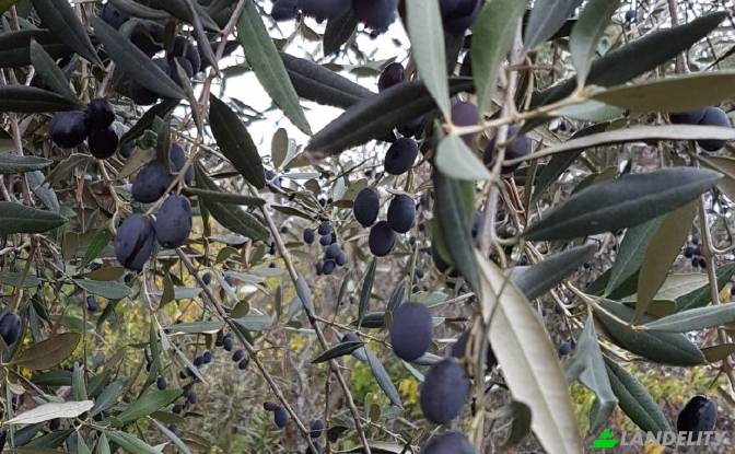 Земля/Ділянка продаж Strada senza nome. Фото#12