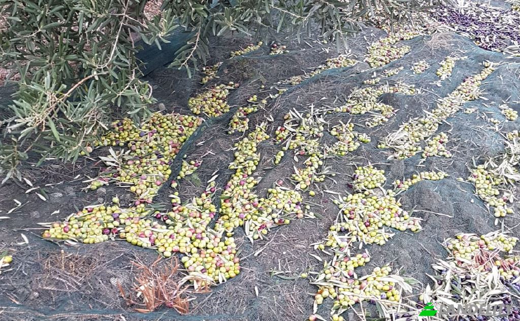 Земля/Ділянка продаж Strada senza nome, 86037 Palata CB, Palata, Province of Campobasso, Molise, Italy. Фото 14