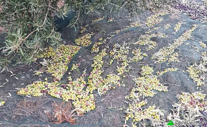 Земля/Ділянка продаж Strada senza nome. Фото#14