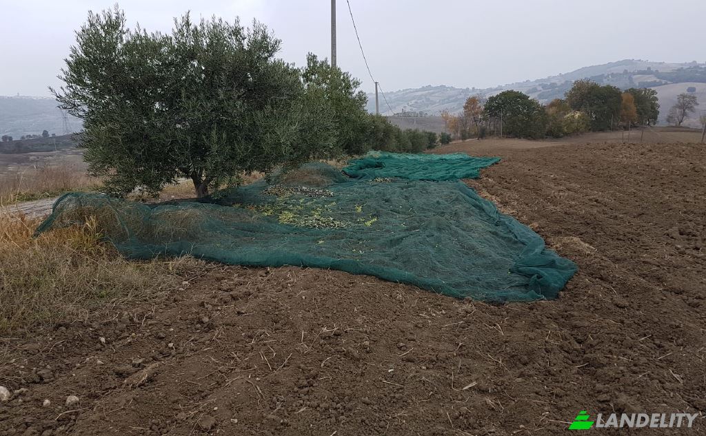 Земля/Ділянка продаж Strada senza nome, 86037 Palata CB, Palata, Province of Campobasso, Molise, Italy. Фото 15