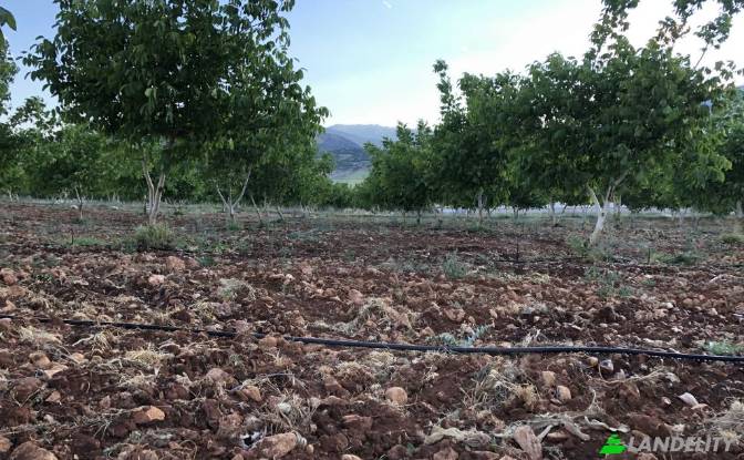 Land/Lot for Sale Karyagdi, Elmali Seki Yolu. Photo#8