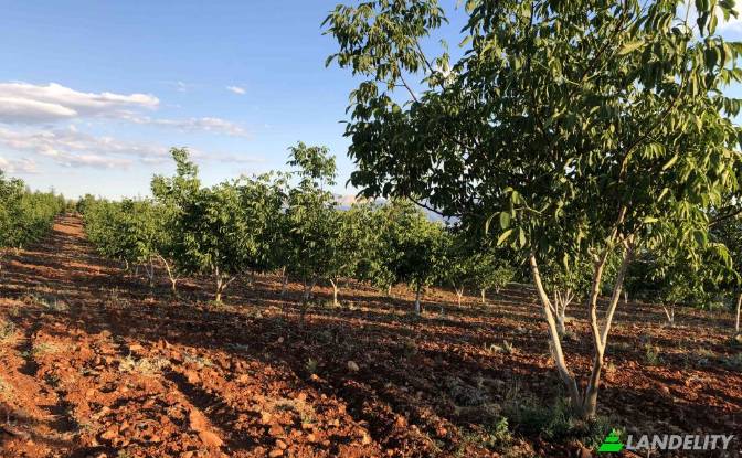 Land/Lot for Sale Karyagdi, Elmali Seki Yolu. Photo#10