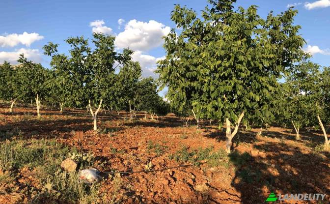 Land/Lot for Sale Karyagdi, Elmali Seki Yolu. Photo#11