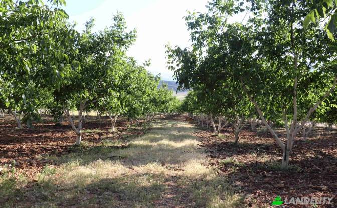 Land/Lot for Sale Karyagdi, Elmali Seki Yolu. Photo#2