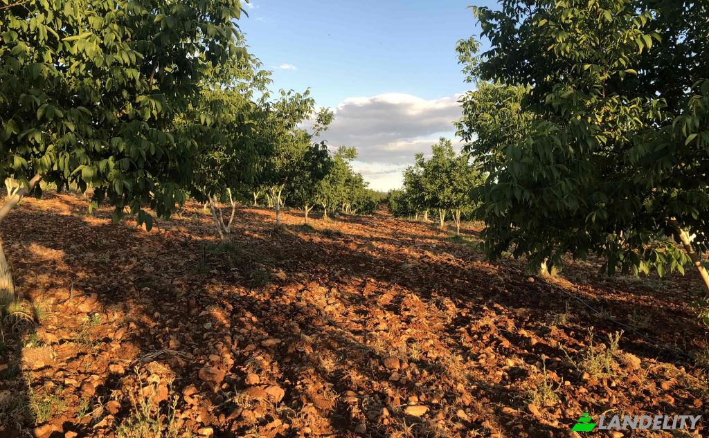 Land/Lot for Sale Karyagdi, Elmali Seki Yolu, 07700 Elmali Antalya, Elmali Antalya, Elmali, Antalya, Turkiye. Photo 12