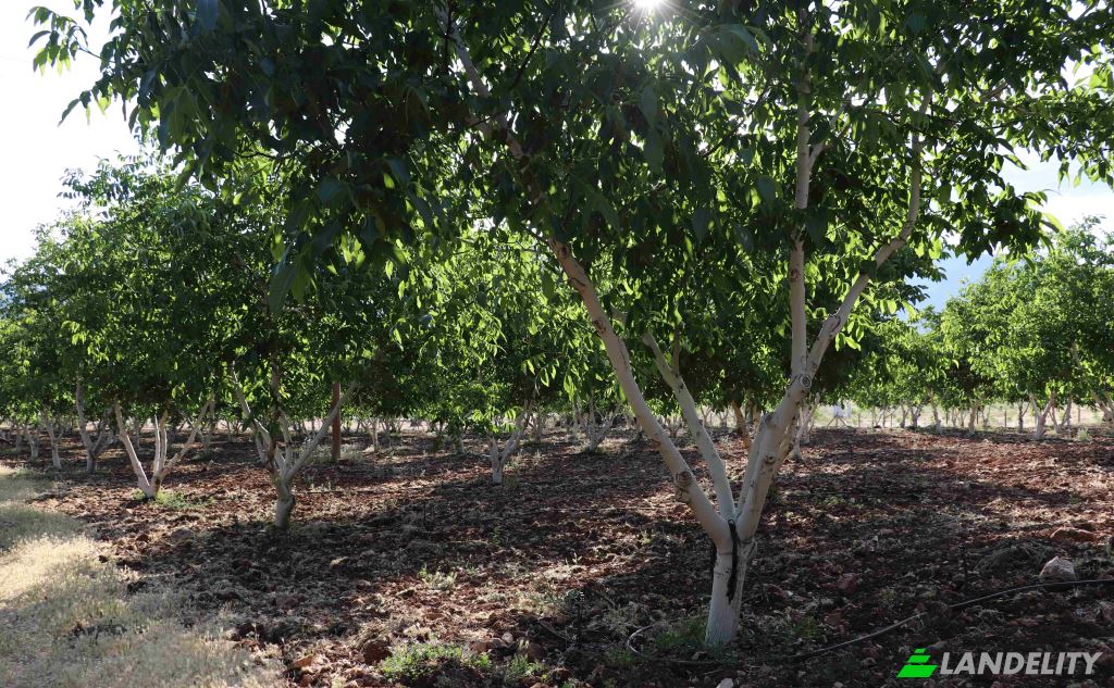 Land/Lot for Sale Karyagdi, Elmali Seki Yolu, 07700 Elmali Antalya, Elmali Antalya, Elmali, Antalya, Turkiye. Photo 3