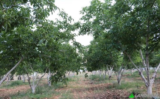 Land/Lot for Sale Karyagdi, Elmali Seki Yolu. Photo#9