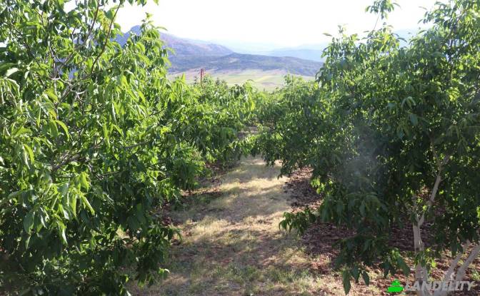 Land/Lot for Sale Karyagdi, Elmali Seki Yolu. Photo#4