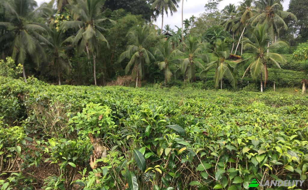 Земля/Ділянка продаж Mabotuwana Pre School, Mabotuwana, Galle, Southern Province, Sri Lanka. Фото 2
