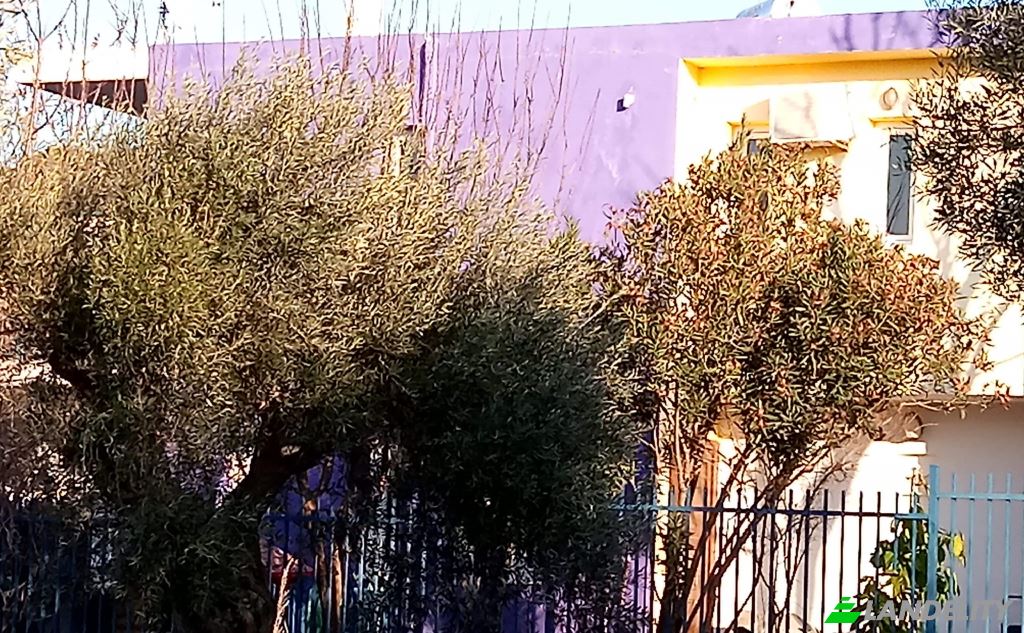 Single Family Home for Sale Idras, Artemis, Artemida, Attica, Decentralized Administration of Attica, Greece. Photo 3