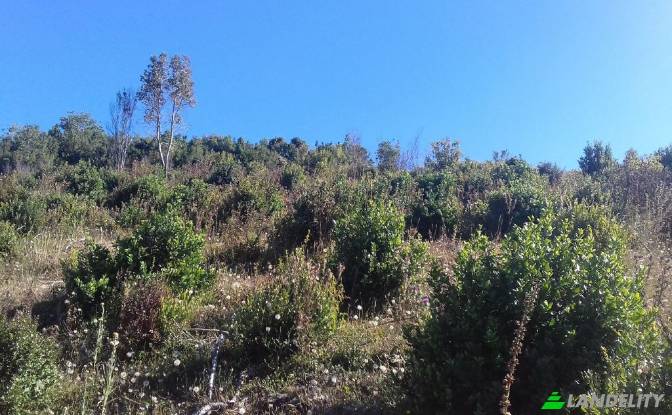 Land/Lot for Sale Missisipi, Valdivia Province. Photo#4 Land/Lot for Sale Missisipi, Valdivia Province. Photo#4