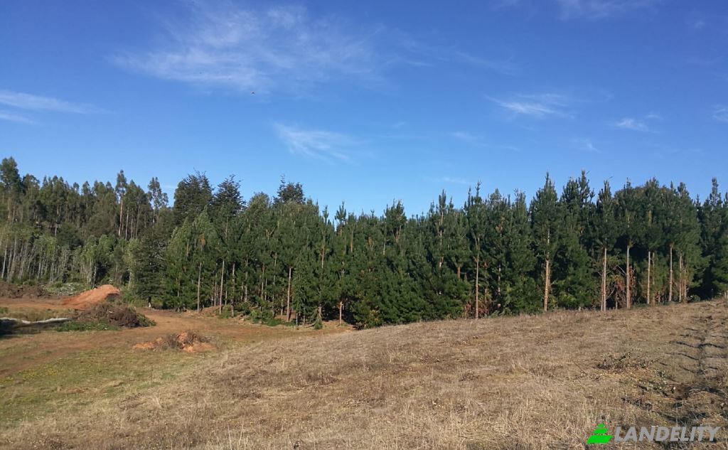 Land/Lot for Sale Via sin nombre, Mariquina, Cuyan, Valdivia Province, Los Rios, Chile. Photo 6
