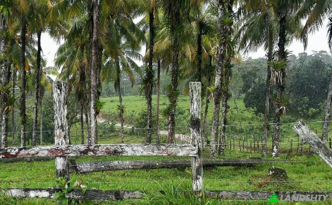 Land for Sale San Luis, Provincia de Alajuela. Photo#4 Land for Sale San Luis, Provincia de Alajuela. Photo#4