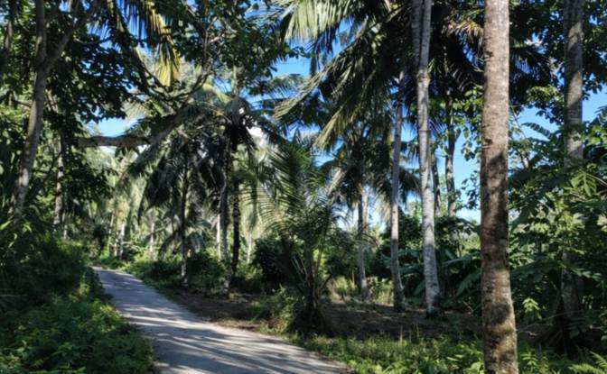 Land Lot for Sale Sipora Jaya. Photo#2