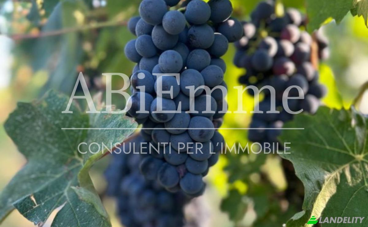 Land Lot for Sale Strada Comunale Aive, 14055 Costigliole dAsti AT, Costigliole dAsti, Province of Asti, Piedmont, Italy. Photo 5