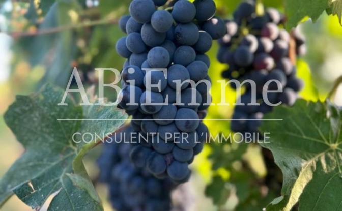 Land Lot for Sale Strada Comunale Aive. Photo#5