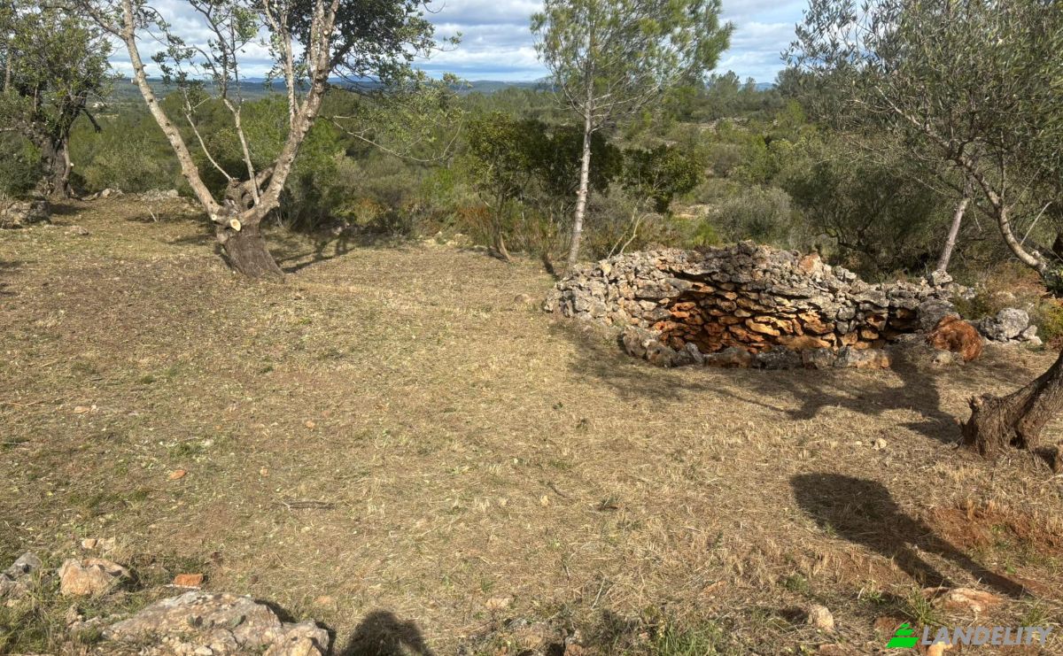 Land Lot for Sale Placa Poligono, Chella, Valencia, Valencian Community, Spain. Photo 3