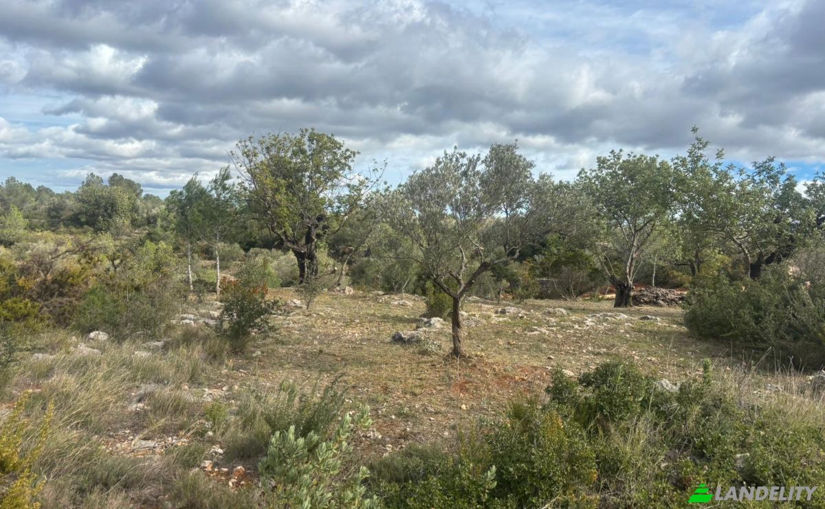 Land Lot for Sale Placa Poligono, Chella, Valencia, Valencian Community, Spain. Photo 7