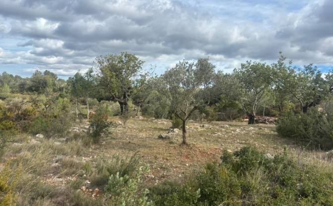 Land Lot for Sale Placa Poligono, Chella, Valencia. Photo#7