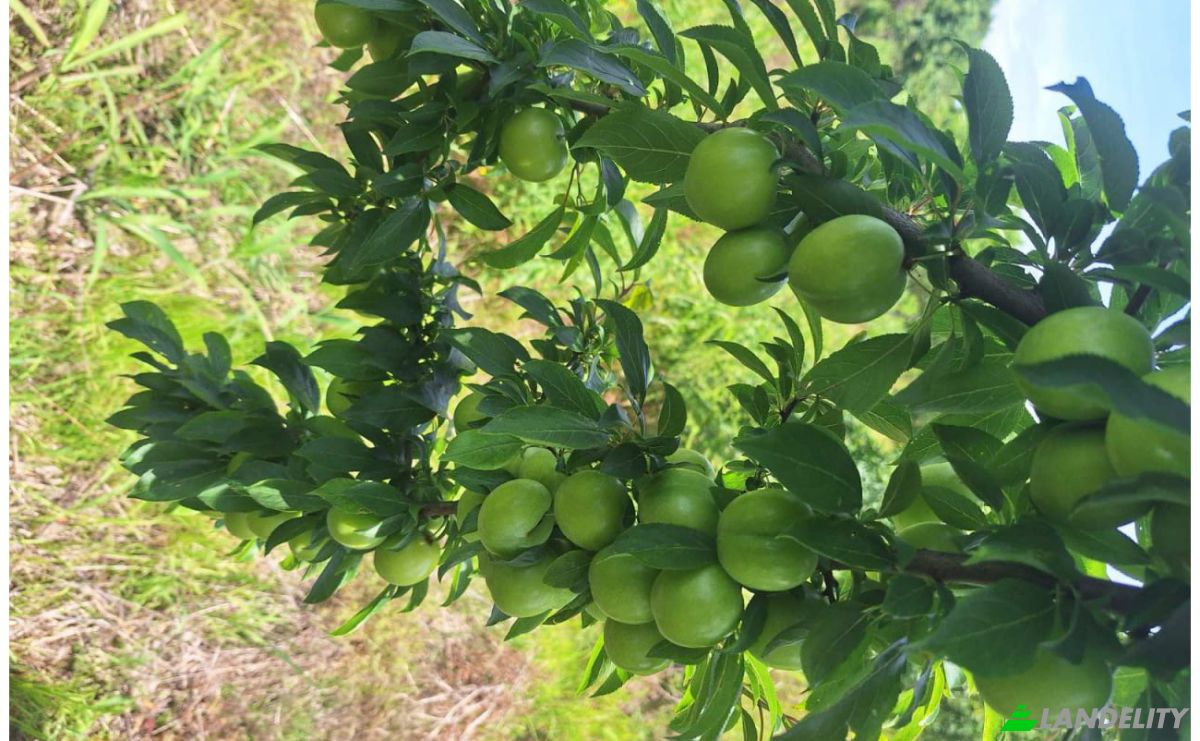 Lote de terreno En renta Abasha-Gaghma Kodori-Guleiskiri-Japana, Nigoiti, Lanchkhuti Municipality, Guria, Georgia. Foto 6
