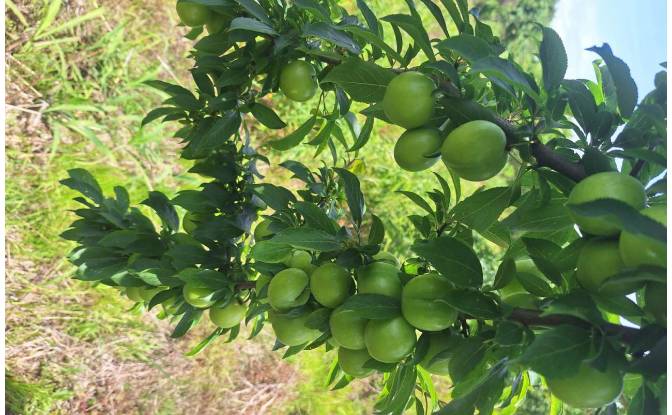 Lote de terreno En renta Abasha-Gaghma. Foto#6