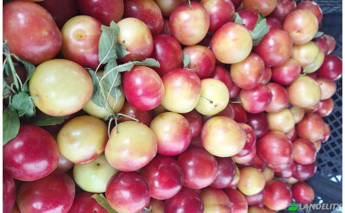 Lote de terreno En renta Abasha-Gaghma Kodori-Guleiskiri-Japana, Nigoiti, Lanchkhuti Municipality, Guria, Georgia. Foto 7