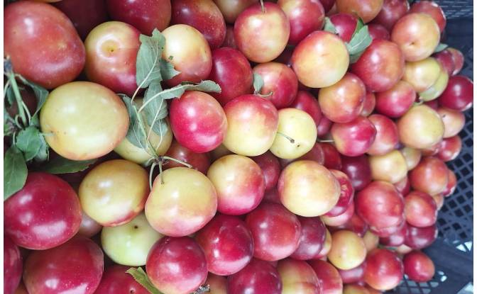 Lote de terreno En renta Abasha-Gaghma. Foto#7