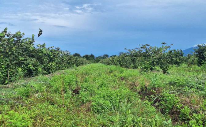Lote de terreno En renta Abasha-Gaghma. Foto#4