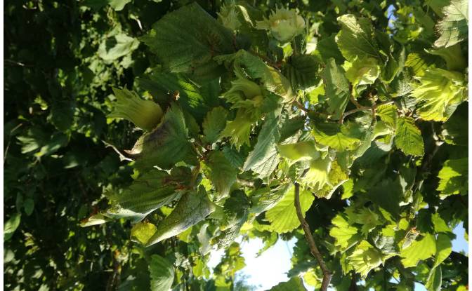 Lote de terreno En renta Abasha-Gaghma. Foto#5