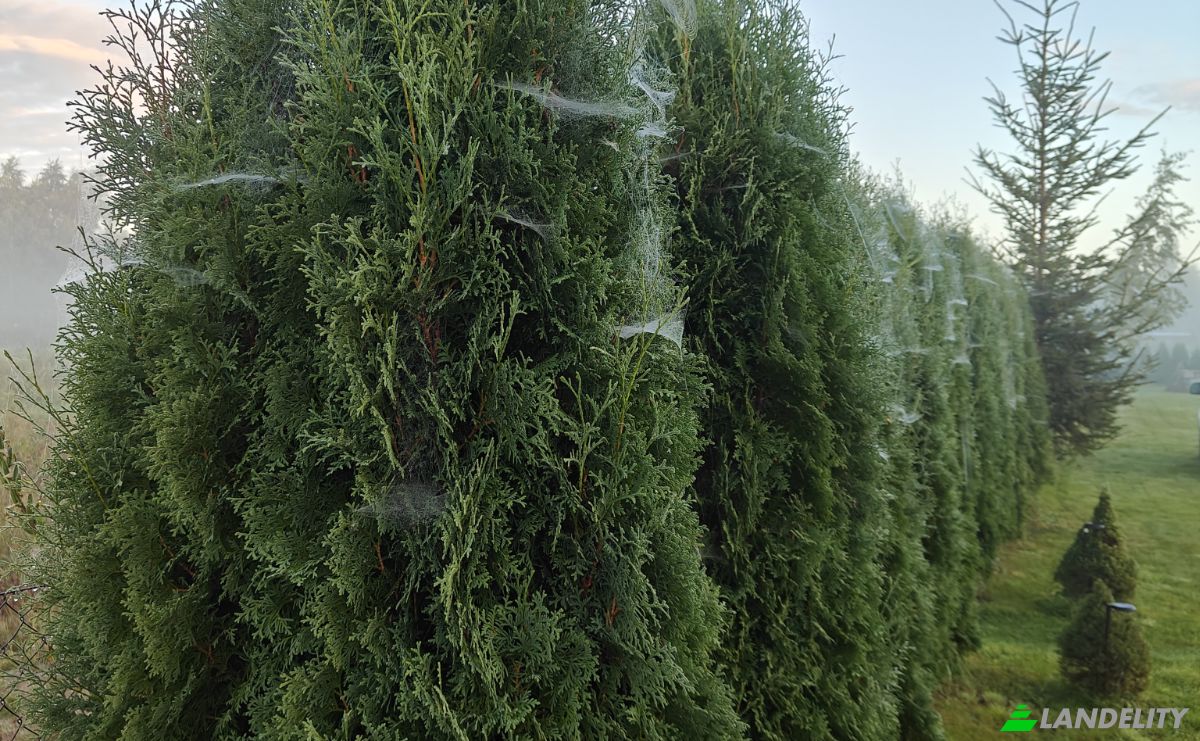 Mansion for Sale Droga Bez Nazwy, Debki, Puck County, Pomeranian Voivodeship, Poland. Photo 7