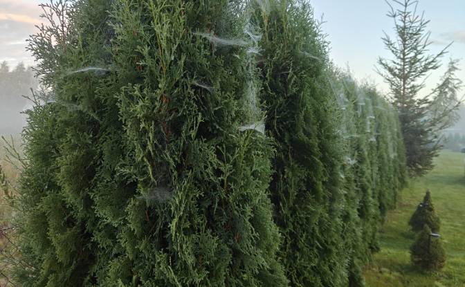 Mansion for Sale Droga Bez Nazwy, Debki. Photo#7 Mansion for Sale Droga Bez Nazwy, Debki. Photo#7