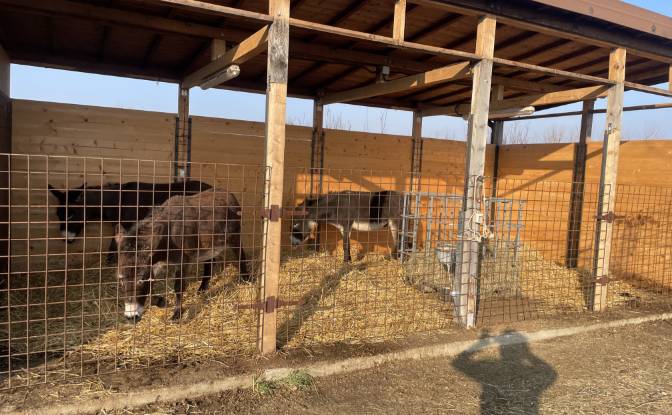 Farm/Ranch for Sale Localita Castellina, 254. Photo#6