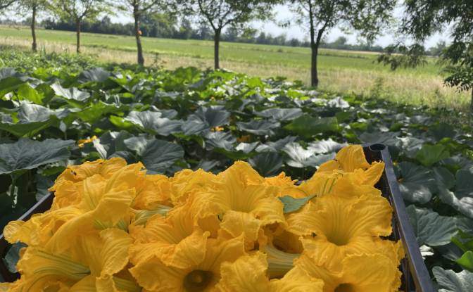 Farm/Ranch for Sale - Borgonovo Val Tidone, Italy