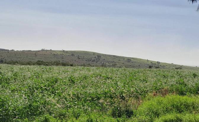 Farm/Ranch for Sale Via Sin Nombre, 051902. Photo#6