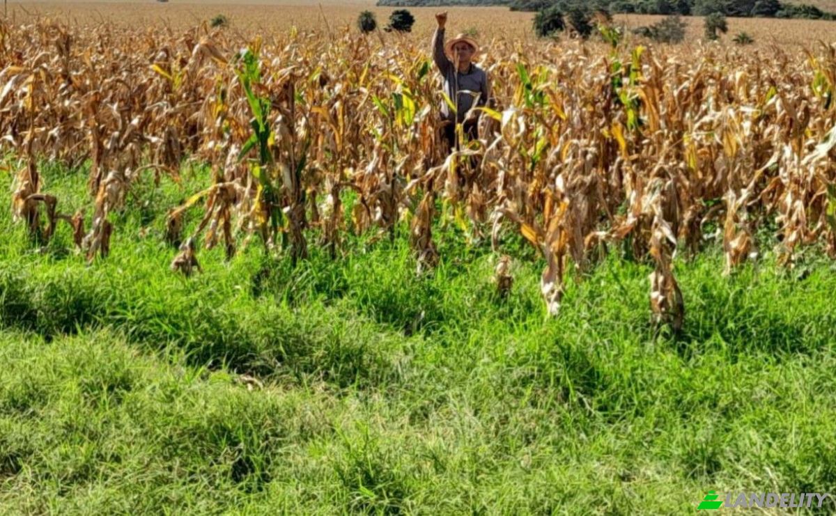 Farm/Ranch for Sale Via Sin Nombre, 051902, San Agustin, Simon Bolivar, Caaguazu Department, Paraguay. Photo 8