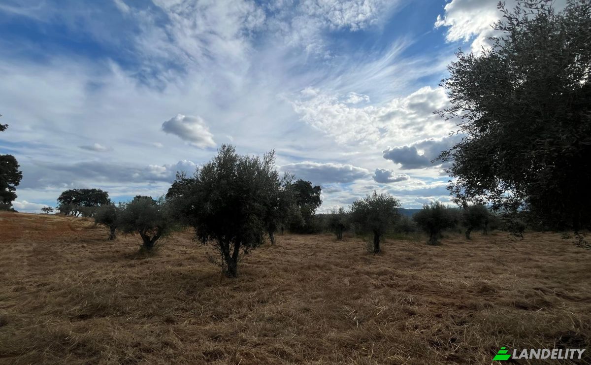 Farm/Ranch for Sale N345 75, 6230, Capinha, Fundao, Castelo Branco District, Portugal. Photo 4