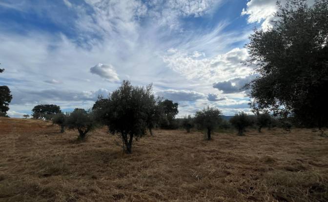 Farm/Ranch for Sale N345 75, 6230, Capinha, Fundao. Photo#4 Farm/Ranch for Sale N345 75, 6230, Capinha, Fundao. Photo#4