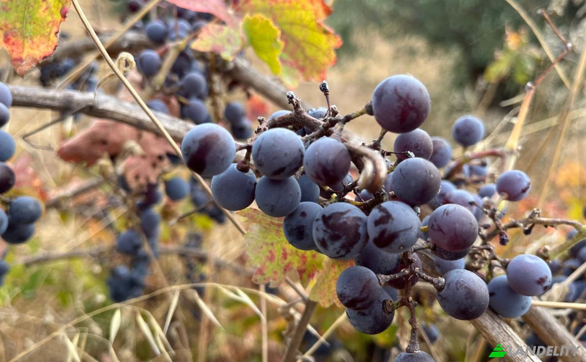 Farm/Ranch for Sale N345 75, 6230, Capinha, Fundao, Castelo Branco District, Portugal. Photo 7