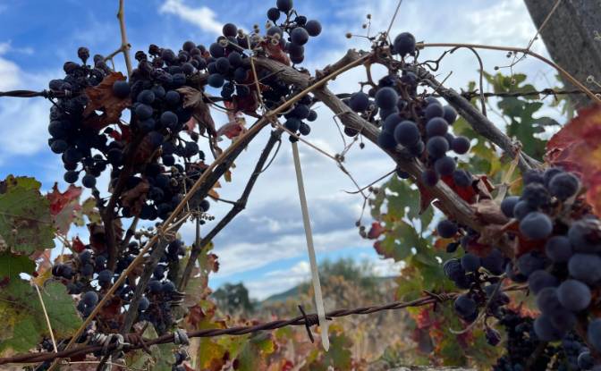 Farm/Ranch for Sale N345 75, 6230, Capinha, Fundao. Photo#8 Farm/Ranch for Sale N345 75, 6230, Capinha, Fundao. Photo#8