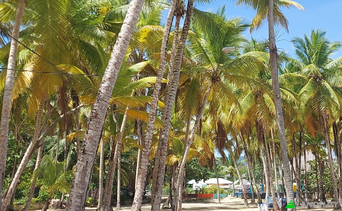 Hotel for Sale Benelux 1, Las Terrenas 32200, Las Terrenas, Samana Province, Dominican Republic. Photo 17