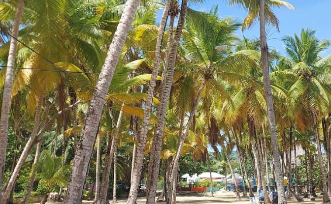 Hotel for Sale Benelux 1, Las Terrenas 32200. Photo#17