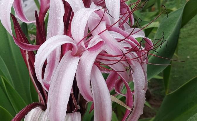 Hotel for Sale Benelux 1, Las Terrenas 32200. Photo#7