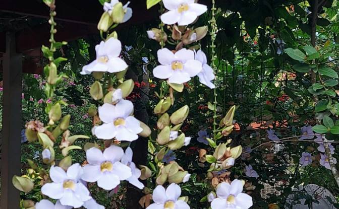 Hotel for Sale Benelux 1, Las Terrenas 32200. Photo#9