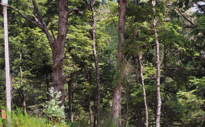 Lote de terreno en venta Ruta 202, Valdivia. Foto#5